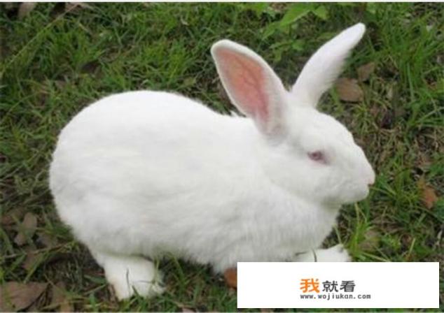兔肉贵还是羊肉贵？