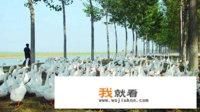 河南大叔养鹅3500只，每天早晨遍地鹅蛋，你觉得这种创业值得学习吗？