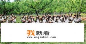 河南大叔养鹅3500只，每天早晨遍地鹅蛋，你觉得这种创业值得学习吗？