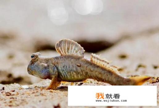 跳跳鱼做法？