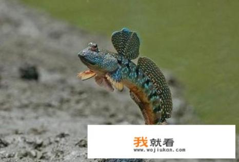 跳跳鱼做法？