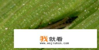 红薯倒插苗图片和正确方法？
