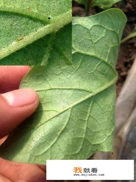 红薯倒插苗图片和正确方法？