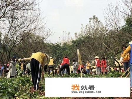 红薯倒插苗图片和正确方法？