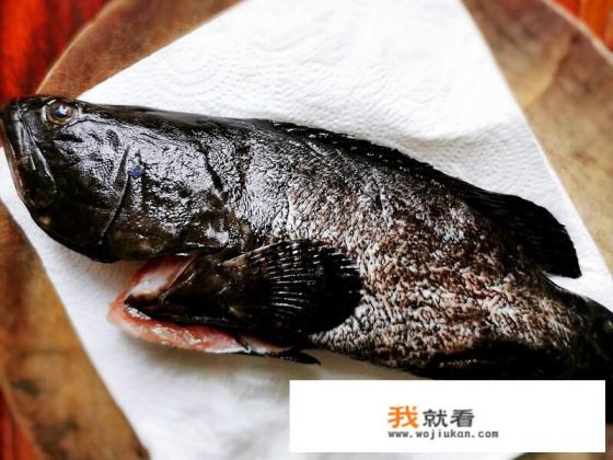 龙胆石斑鱼的介绍？