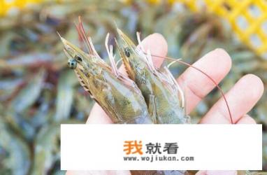 常吃的虾有哪些？