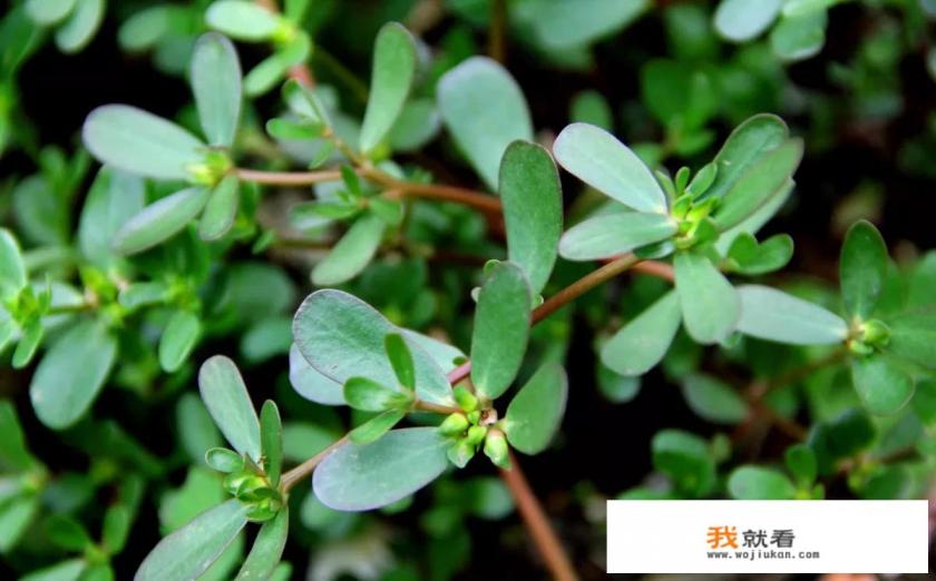 车前草加马齿苋的作用是什么？