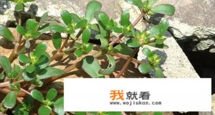 车前草加马齿苋的作用是什么？