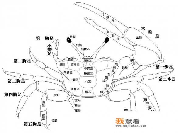 小海蟹(螃蜞)吃些什么?如何喂养？
