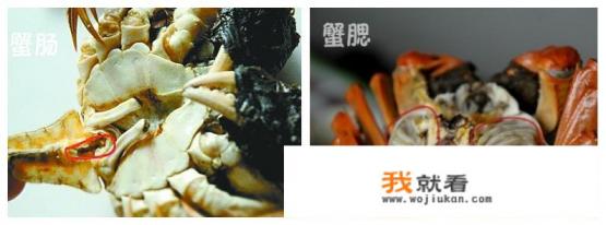 小海蟹(螃蜞)吃些什么?如何喂养？