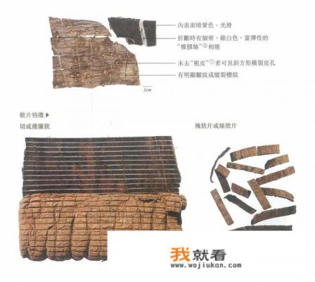 杜仲有哪些形态特征和功效？
