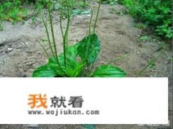 车前子的作用和功效是什么？