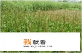 车前子的作用和功效是什么？