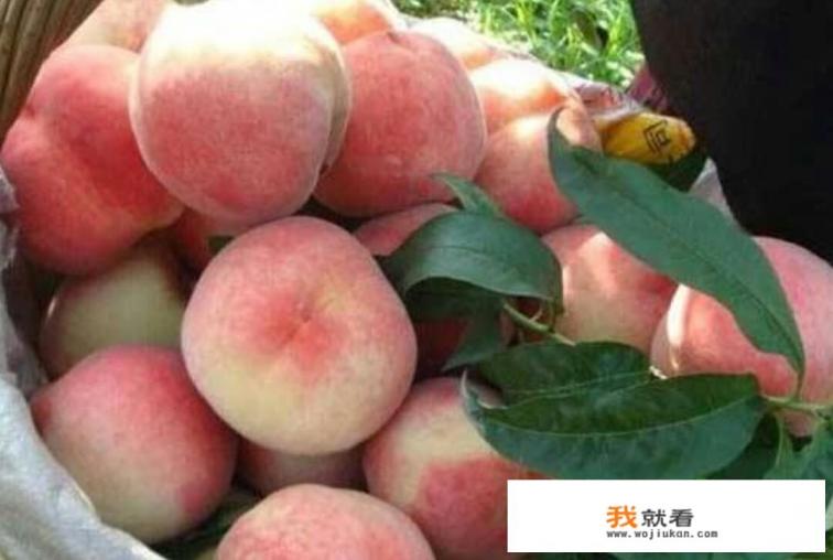 夏天到了，吃饭没胃口，吃什么应季的水果可以解腻开胃啊？