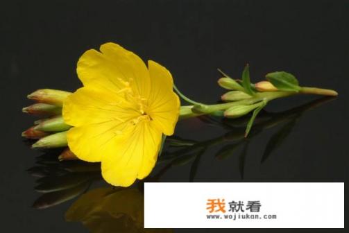 黄花草油酸有副作用吗？