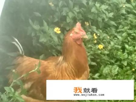 什么叫客家菜？