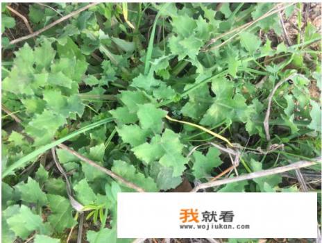 你吃过哪些野生菜，你觉得最好吃的是哪种野生菜？