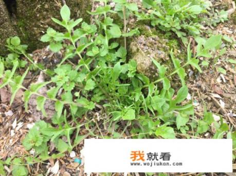 你吃过哪些野生菜，你觉得最好吃的是哪种野生菜？