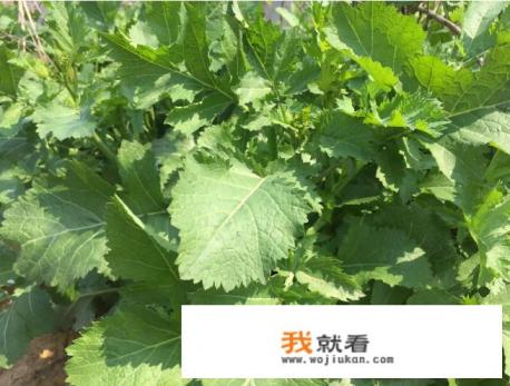 你吃过哪些野生菜，你觉得最好吃的是哪种野生菜？