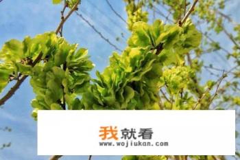 榆钱树的学名叫什么？