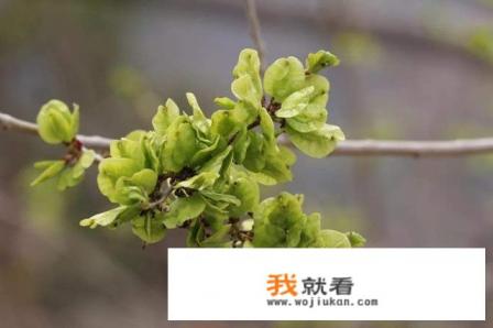 榆钱树的学名叫什么？