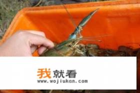 活的小龙虾怎么保存？