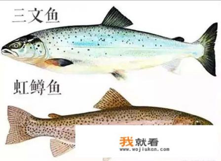 三文鱼和虹鳟鱼的区别？