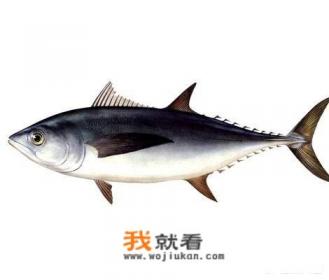 三文鱼和虹鳟鱼的区别？