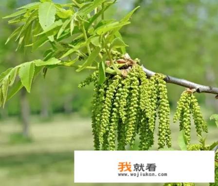 碧根果树不嫁接什么时候才会结果？