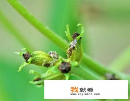 碧根果树不嫁接什么时候才会结果？