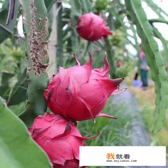 长期吃红心火龙果好处和坏处？