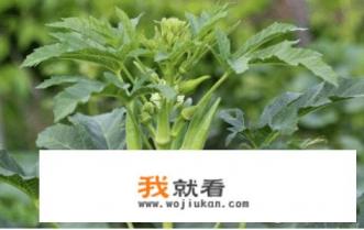 秋葵几月份种植？