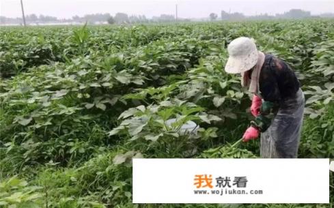 秋葵几月份种植？