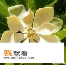 厚朴有哪些形态特征和功效？