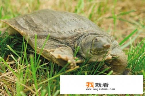 甲鱼对男人的营养价值是多少？