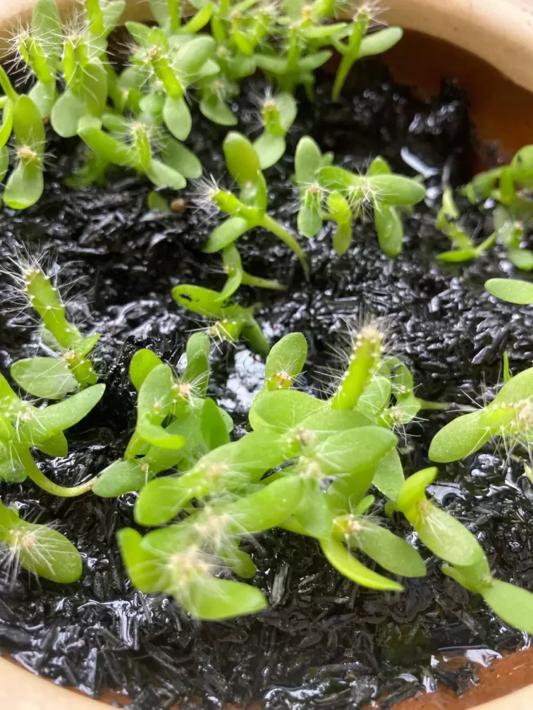火龙果怎样种植？