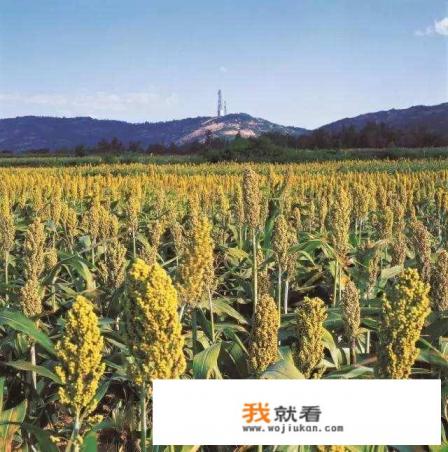 高粱和杂粮什么区别？