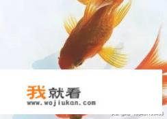 小鱼在家怎么重置出厂设置？