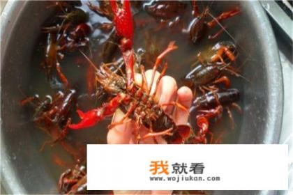 正宗湛江油焖小龙虾做法？