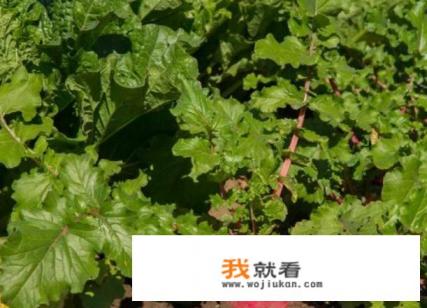 关于农耕谚语，“头伏萝卜，二伏菜，三伏种荞麦。”这是什么意思？