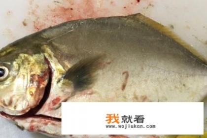 如何做清蒸金鲳鱼？