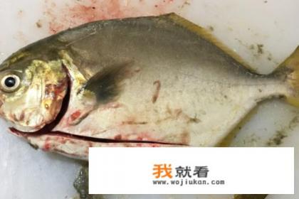 如何做清蒸金鲳鱼？