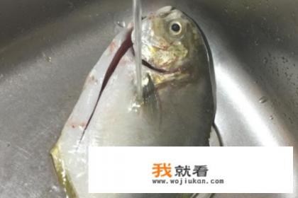 如何做清蒸金鲳鱼？