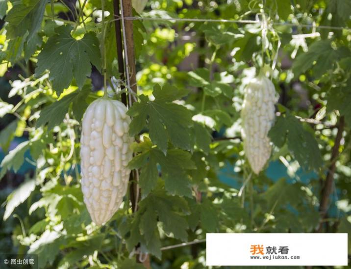 南方清明节吃的那种绿色的小包叫什么怎么做？