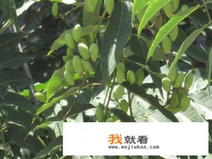 核桃树能与香椿树嫁接吗？