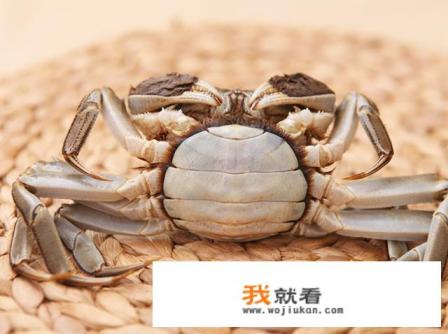 什么季节才是吃蟹的最佳时间？