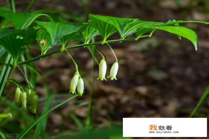 中药黄精的功效作用？