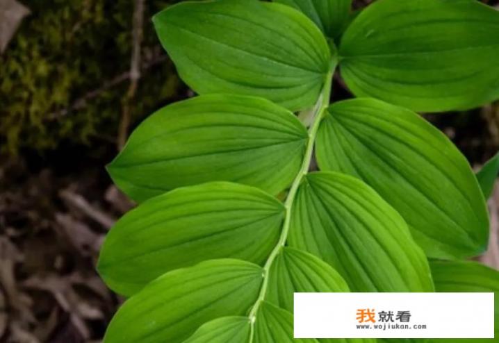 中药黄精的功效作用？