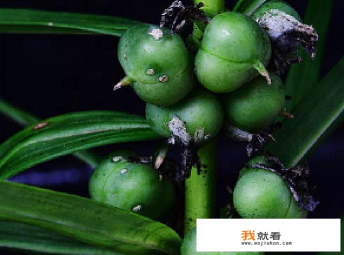 中药黄精的功效作用？
