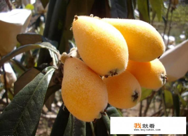 上火吃什么水果，有效的降火食物有哪些？